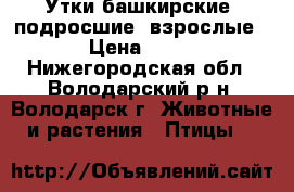 Утки башкирские  подросшие, взрослые. › Цена ­ 800 - Нижегородская обл., Володарский р-н, Володарск г. Животные и растения » Птицы   